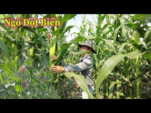 Linh Philip|| Việt Phi Farm Thắng Lớn Khi Trồng Được Giống Ngô Cho Năng Suất Cao Gấp 2 Lần Năm Trước