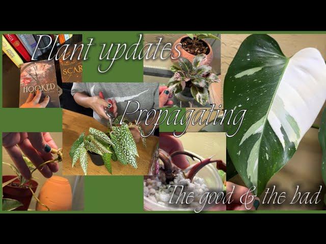 Indoor chatty plant growth & home updates 🪴 & propagate for future vivarium ️