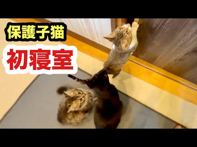 初めて寝室に入った子猫たちの反応／先住猫がドキドキしてました