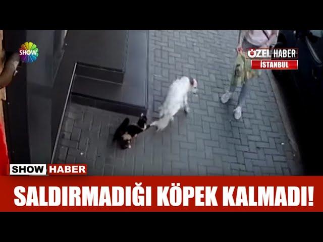 Saldırmadığı köpek kalmadı!