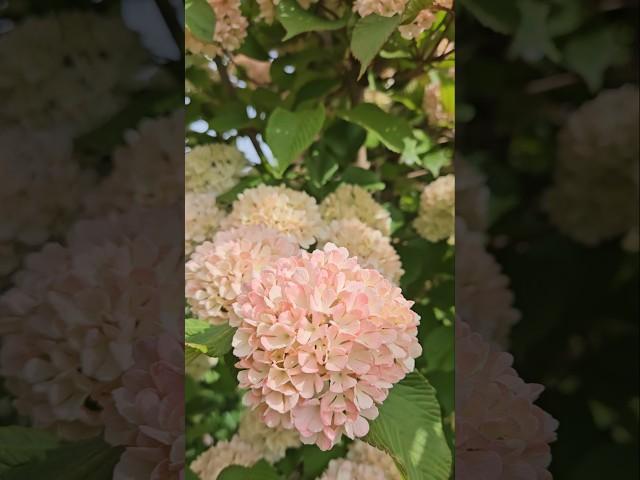 야생화# 핑크설구화