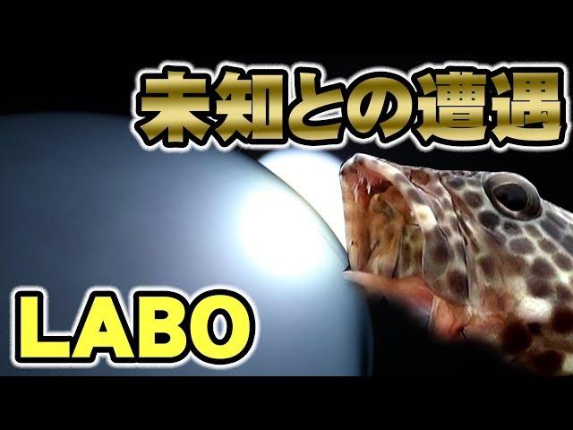 水風船投げたらミーバイが釣れた！【フィッシングギャング・ラボ】