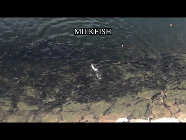 Milkfish Encounter @ Sungei Buloh Wetland Reserve