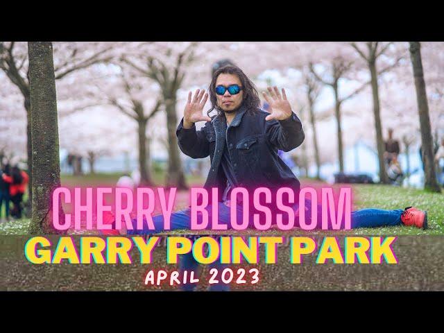 Garry Point Park Cherry Blossom Showdown / RICHMOND BC CANADA