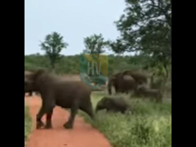 Angry Elephant Herd|Omgggg #youtubeshorts #southafricatoday #viral #wildlife