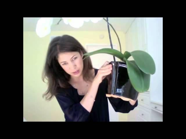 How to Care for Orchids