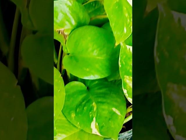 #ytshorts  viral video 🪴 plants lobby