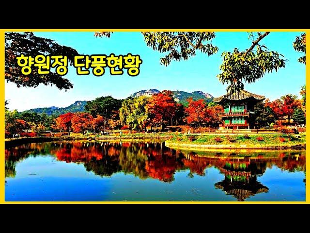 한복 입은 외국인들이 더 좋아하는 경복궁 향원정 단풍