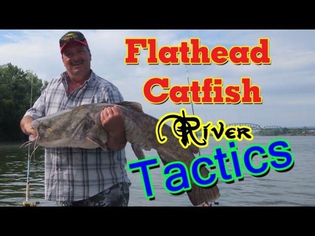 Catching huge flathead catfish using cut bait.