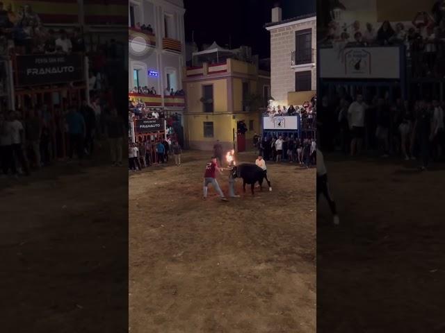 Toro Bravo Embolado se Descontrola en Fiestas!!! #Fuego #susto #toros