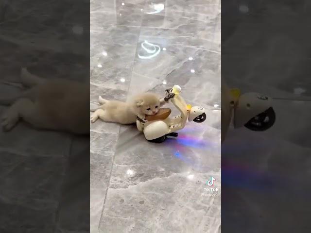 si pembalap kecil ll kucing lucu naik motor