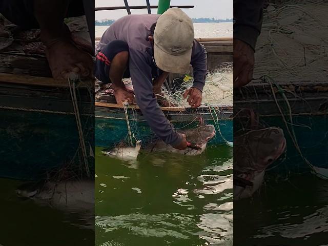 Cá này nấu món gì đây #66TV #fishing #mekongriverfish