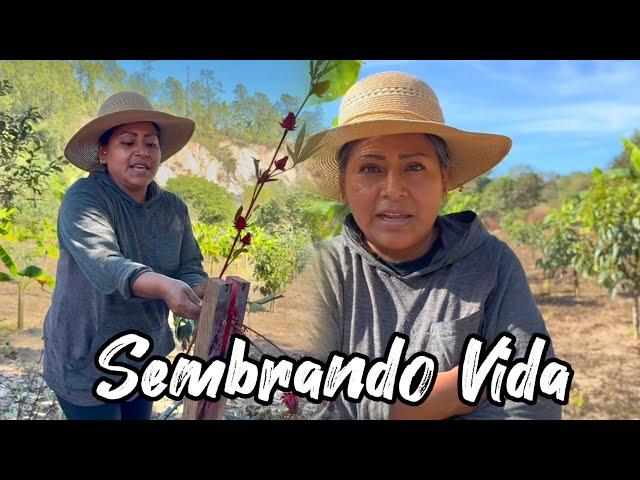 Recatando El Campo Mexicano - Sembrando Vida