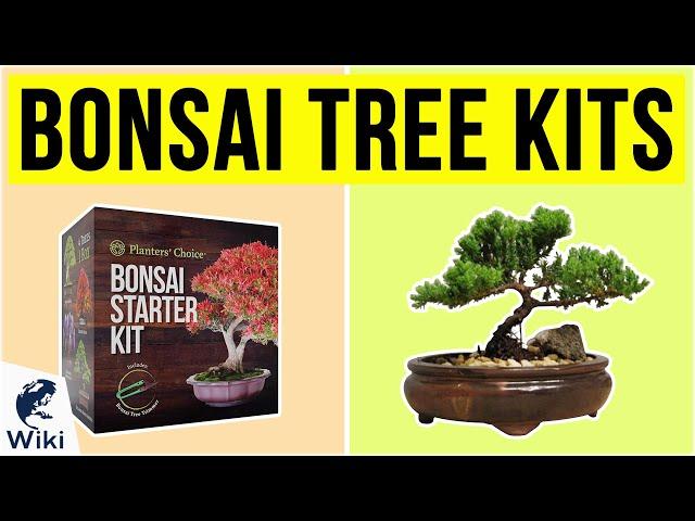 10 Best Bonsai Tree Kits 2020