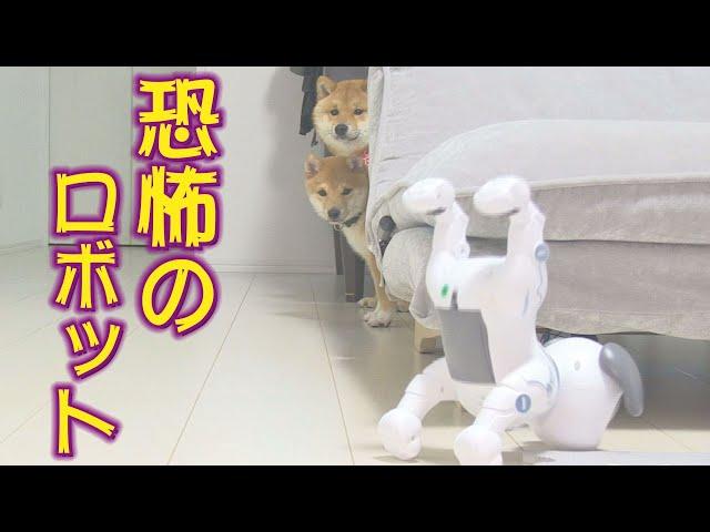 爆笑兄弟のリアクションに抱腹絶倒【子犬】【多頭飼い】【柴犬】