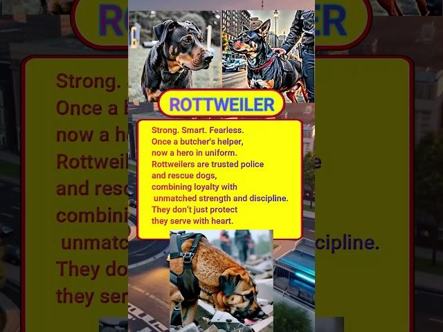 Curious Info #019 – Rottweiler #dogs #Rottweiler #policedog