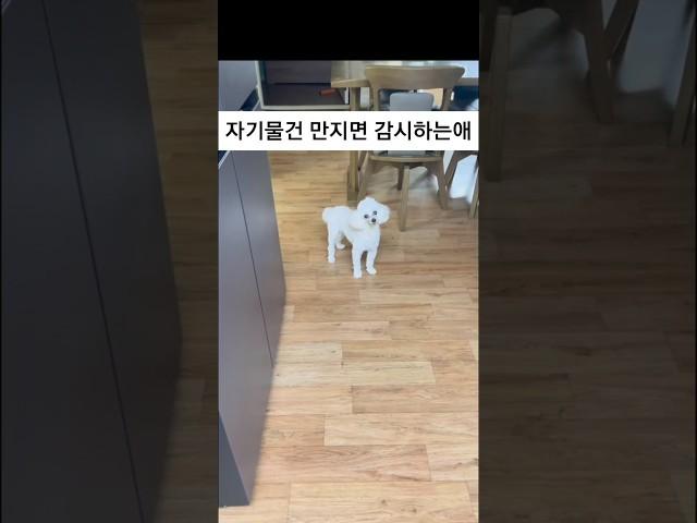 취미:본인물건에 손대면 감시하기 #나락의삶 #웃긴영상 #카광 #유머 #웃긴짤 #여캠 #푸들 #토이푸들 #화이트푸들 #동물병원 #감시 #보초
