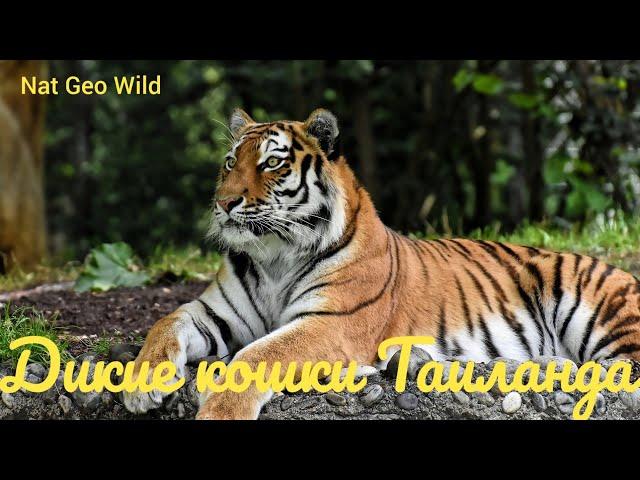 Nat Geo Wild.Дикие кошки Таиланда.