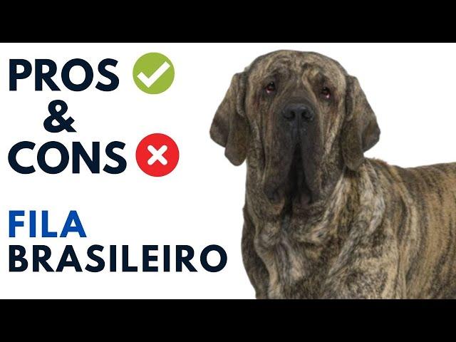 Fila Brasileiro Pros and Cons | Brazilian Mastiff Dog Advantages and Disadvantages