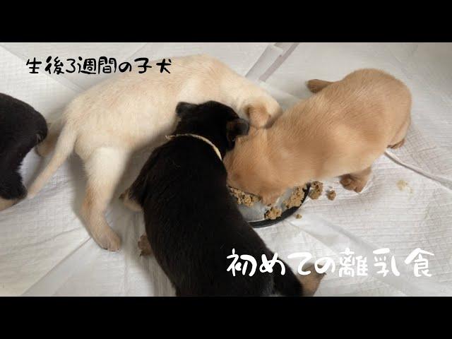 初めての離乳食にがっつく子犬たち【生後3週間】