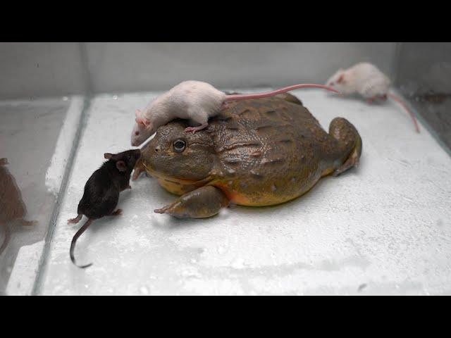 Giant African Bullfrog eats adult mice. Warning live feeding!!!