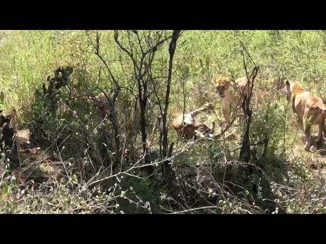 Lions vs Leopard | Leopard pulled out of a tree by lions