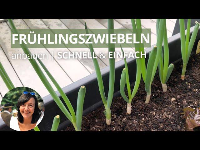 Der einfachste Weg Frühlingszwiebeln anzubauen - Frühlingszwiebeln nachwachsen lassen | Regrowing