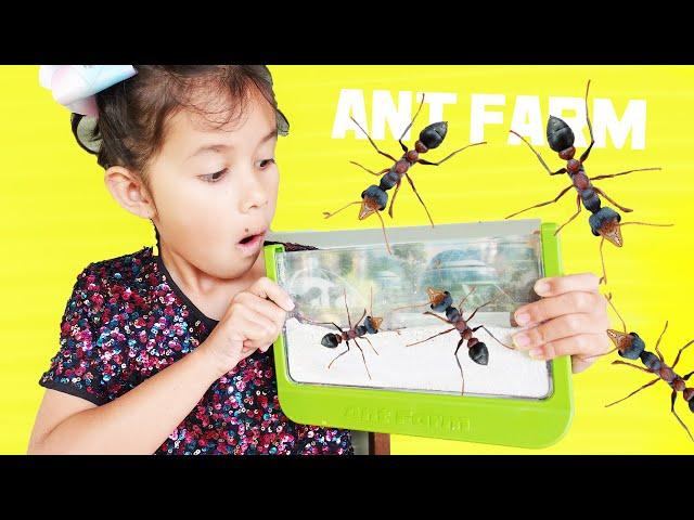 ZOE BUILDS A TOY ANT FARM WITH HUGE BULL ANTS!