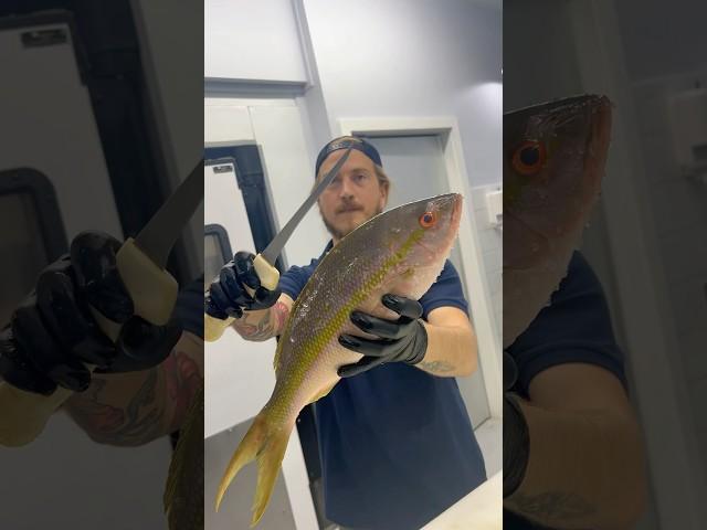 The fish I use for training new cutters. Find out why in the pinned comment!   @DexterOutdoors