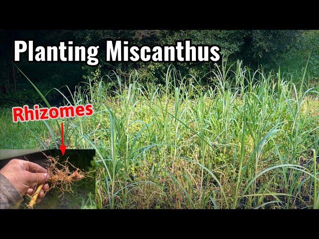 Planting Giant Miscanthus