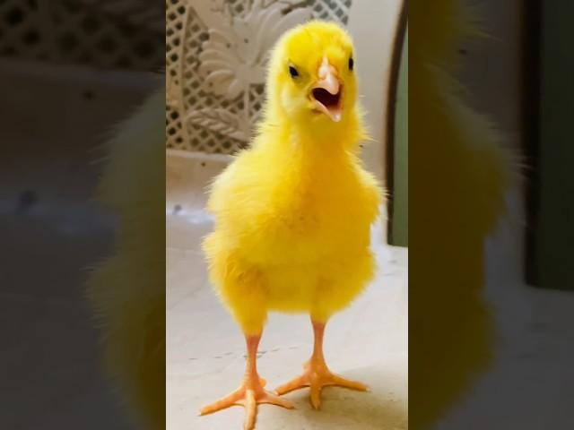 Wow nice cutie colour chicken video | hen  baby cutie sound | mugi ke chuze ke awaz #birds #wildlife