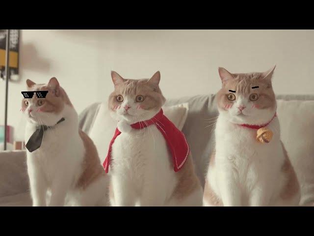 一隻貓演繹三個角色「Juliet」貓咪版MV上線！Juliet MV (cat version) | 奶糕成精檔案社