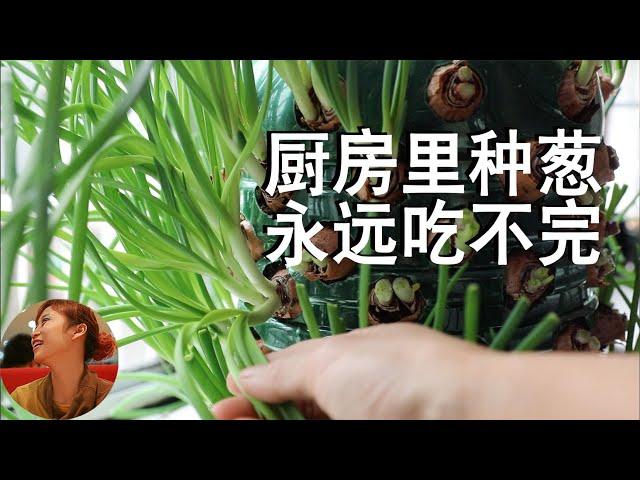 How to grow a ton of green onions ｜Secrets of green onions｜Grow onions on the kitchen windowsill,