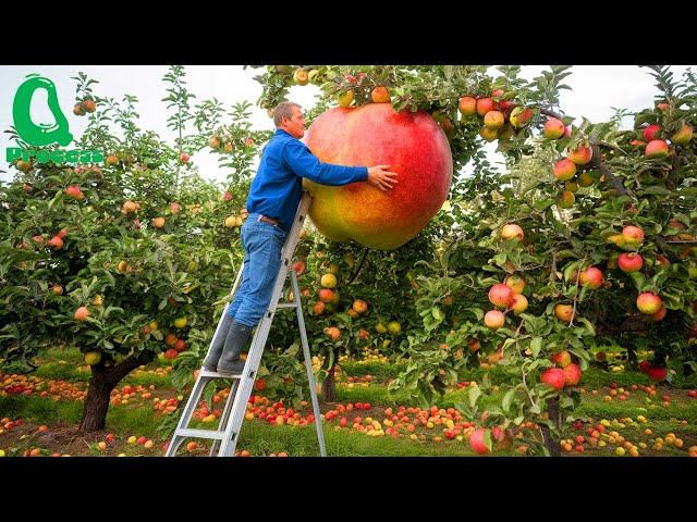 Apple Harvesting Secrets: How Farmers Grow Billions of Apples – From Seedlings to Harvest