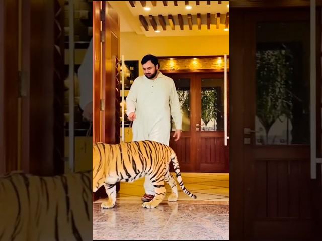 Mian Bhai  #lion mian saqib #ytshorts #petlover #animals #tiger