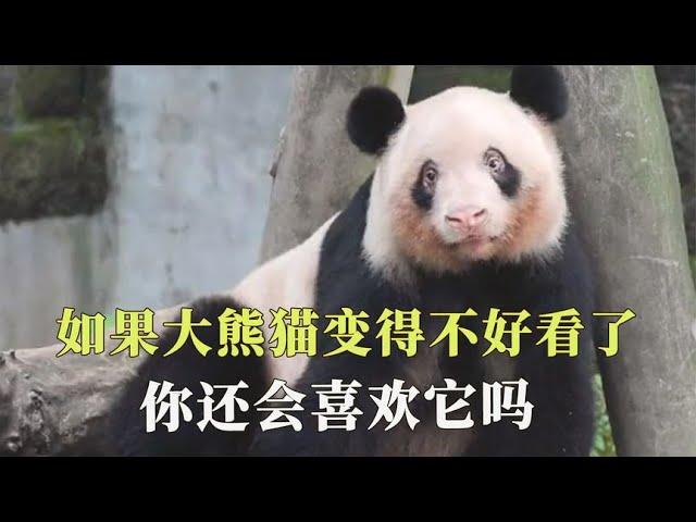 如果大熊猫变得不好看了，你还会喜欢它吗？【西风探瘦马】