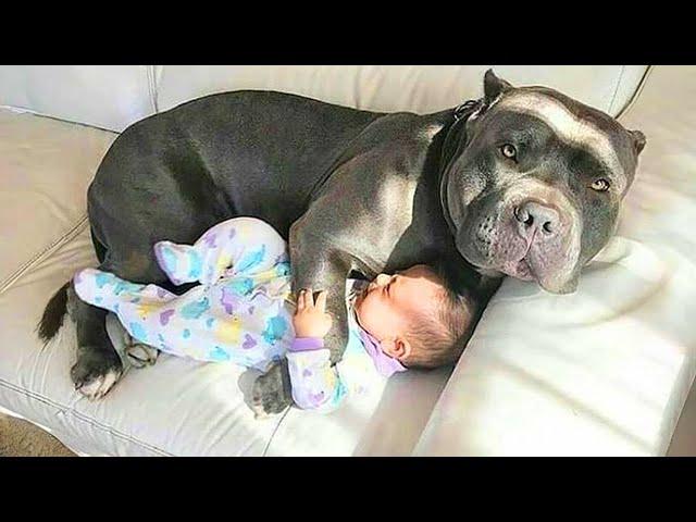 Having Protective Dogs are Awesome - Cute Moments Dog and Human