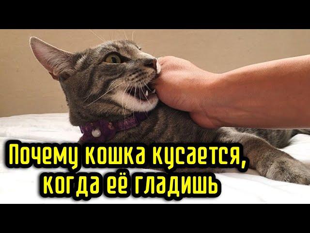 Почему кошка кусается, когда её гладишь