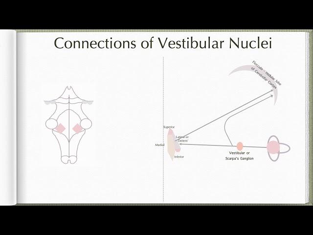 Neuroanatomy with Chimmalgi