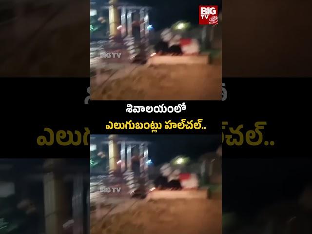 Srikakulam | శివాలయంలో ఎలుగుబంట్లు హల్​చల్​.. | BIG TV