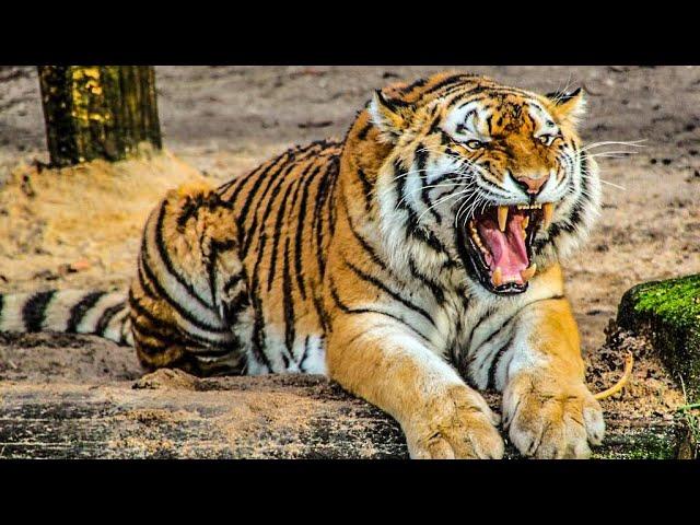 Tiger  King  | Tiger Growling Sound | Tiger Roar Sound | Must Watch | Animal Lover