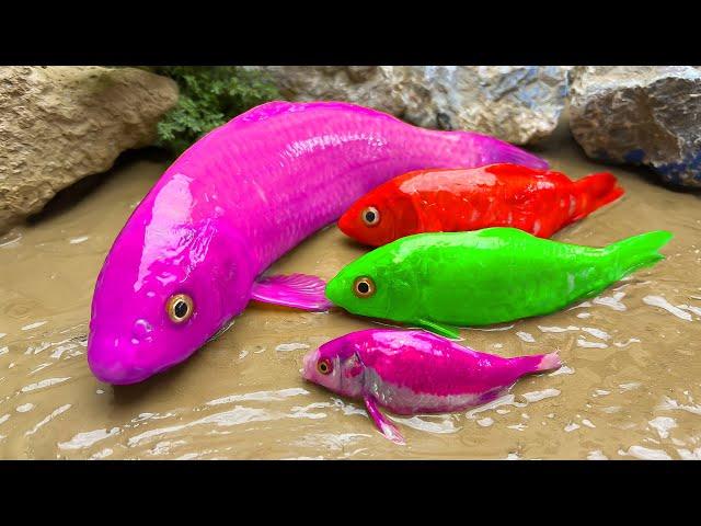 Stop Motion ASMR - Mukbang Fish Cooking Pink Koi Colors Under Mud ASMR & Oddly Cuckoo