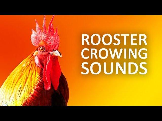 ROOSTER CROWING Sound Effect HD