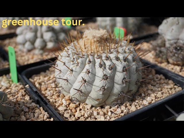 The finest Copiapoa collection in Los Angeles I have ever laid my eyes upon:  Copiapoa afficianados