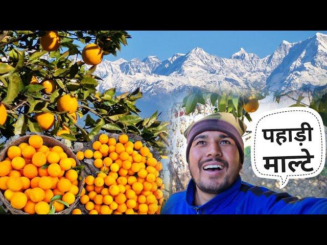 हमारे साथ हुआ धोखा फिर भी ?|| Pahadi Village Lifestyle Vlog || Pahad Wale Bhaiya.