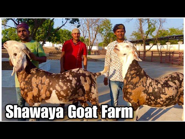 Shawaya Goat Farm Ke Gujri Khassi Bakre In Bhiwandi