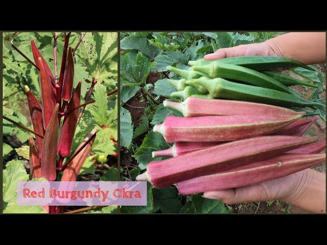 From Seeds to Harvest- Pink Okra | Red Okra