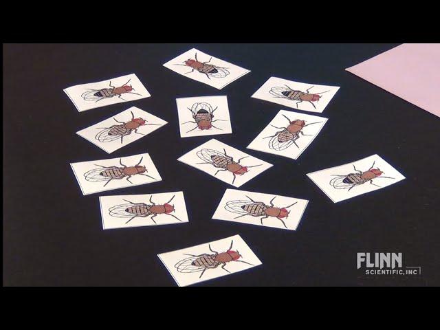 Fruit Fly Genetics Simulation