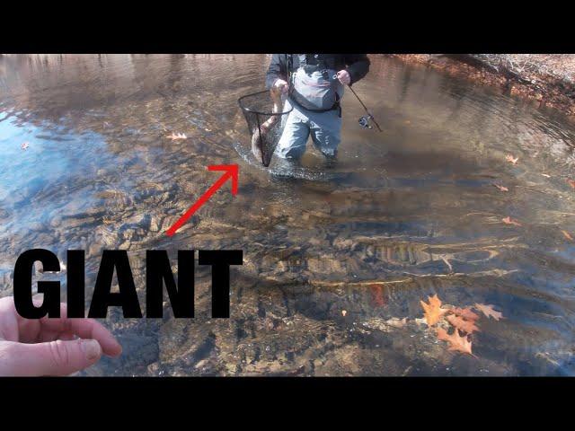 The craziest trout fishing I’ve ever experienced! (West Virginia Trout Fishing)