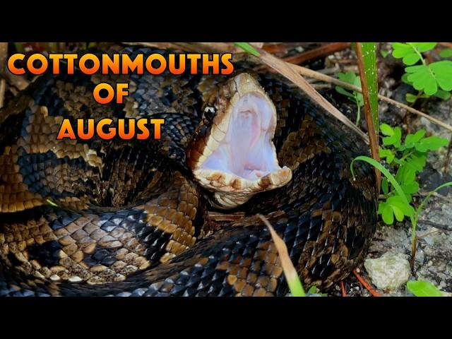 Cottonmouth SNAKE Encounters, August Herping Finds, & LOST Footage?